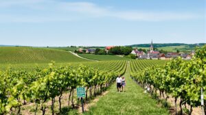 Le tourisme viticole alsacien rebondit avec un focus durable